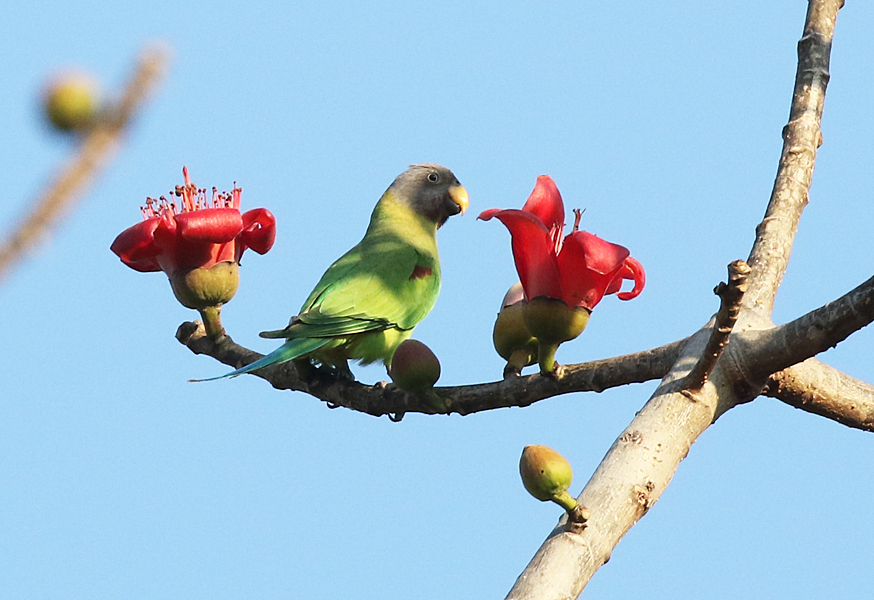 Blossom-headed Parakeet