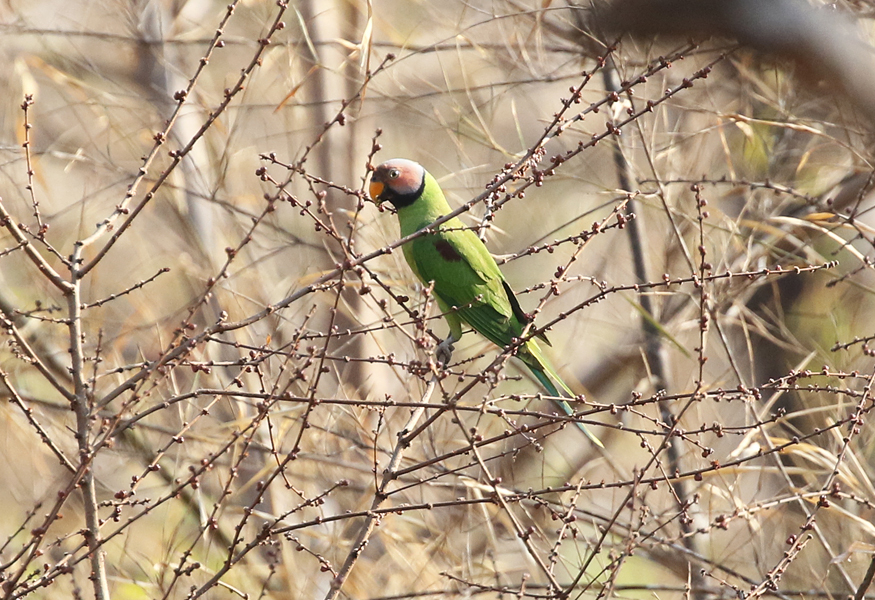 Blossom-headed Parakeet