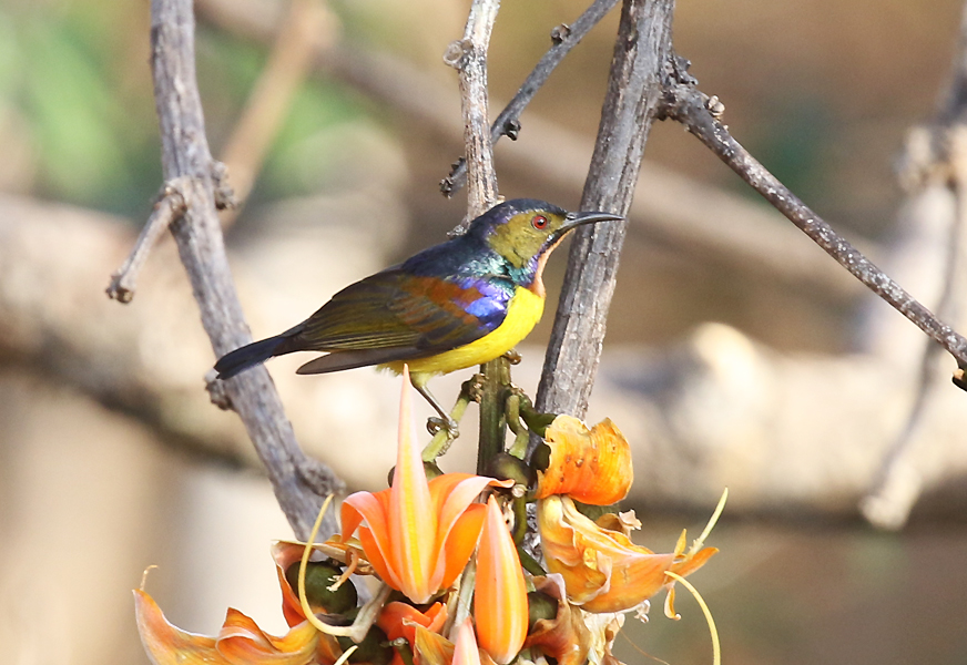 Brown-throated Sunbird