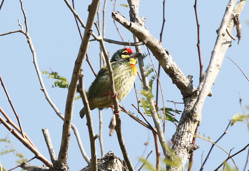 Coppersmith Barbet