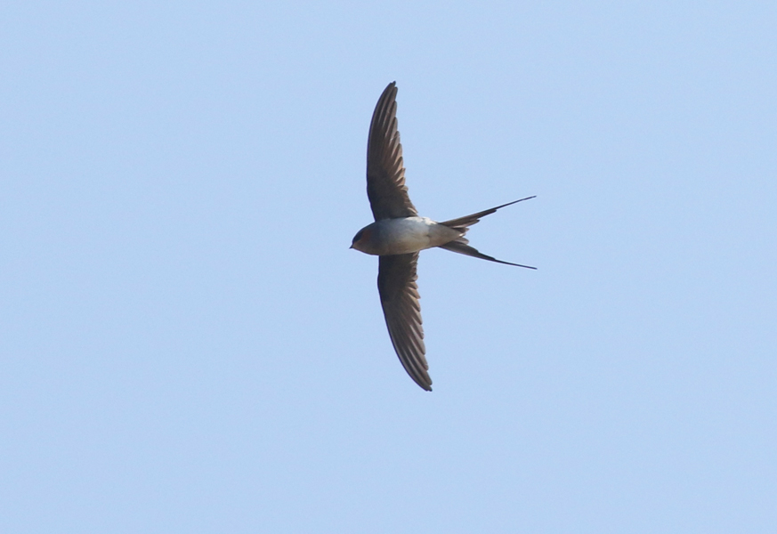 Crested Treeswift