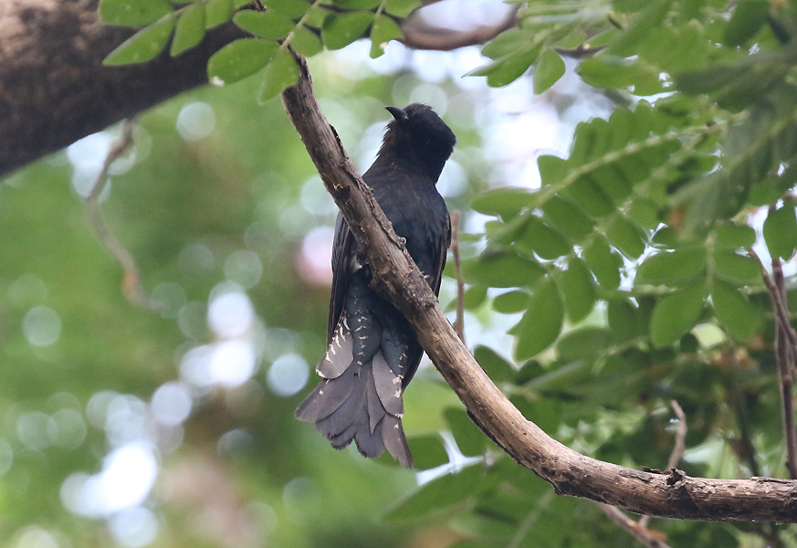 Square-tailed Drongo Cuckoo