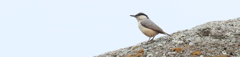Eastern Rock Nuthatch - birding in Uzbekistan