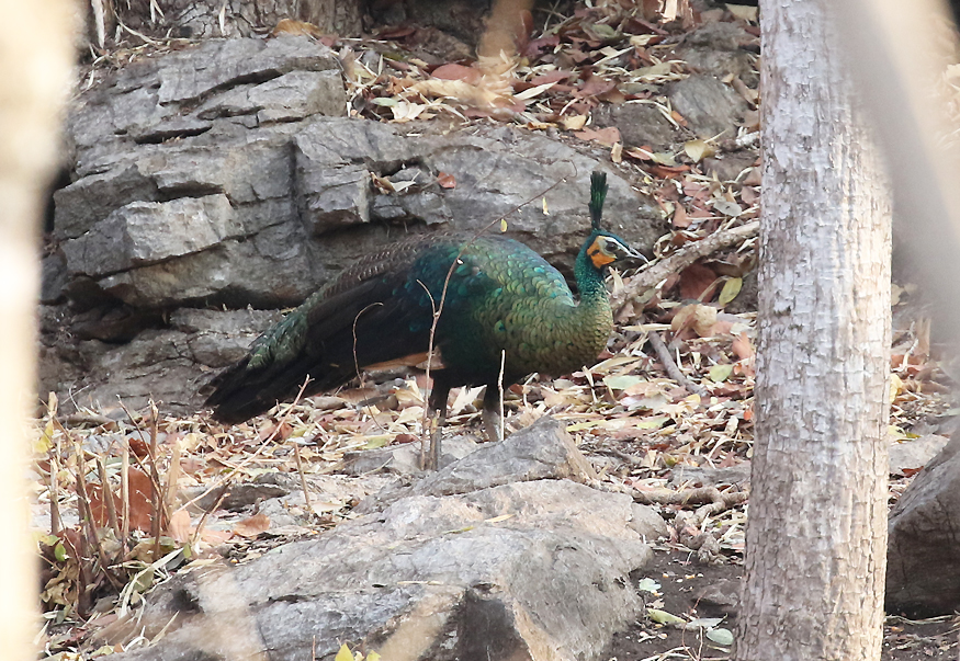Green Peafowl