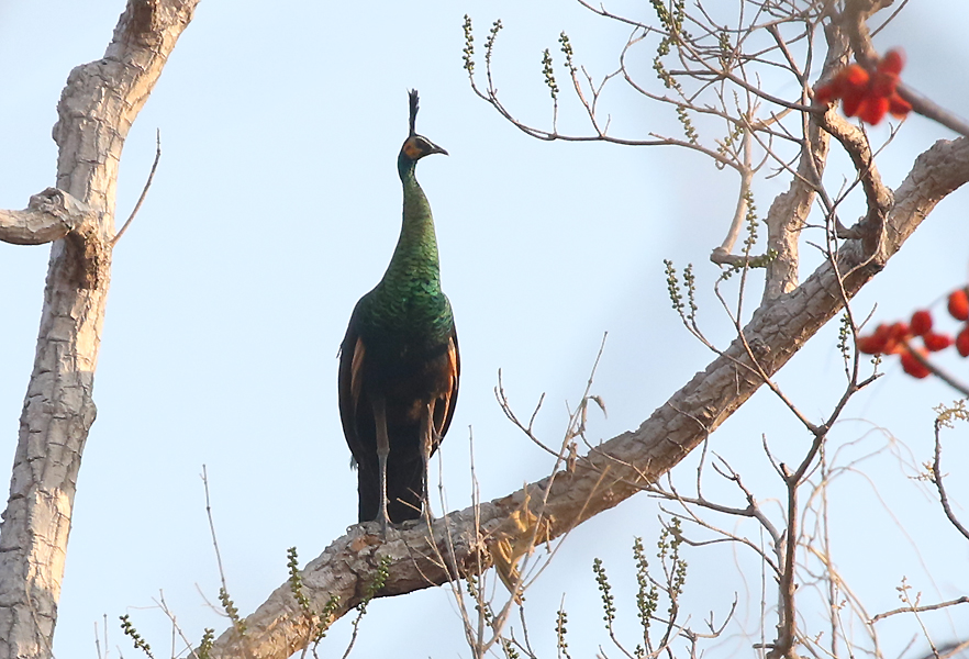 Green Peafowl