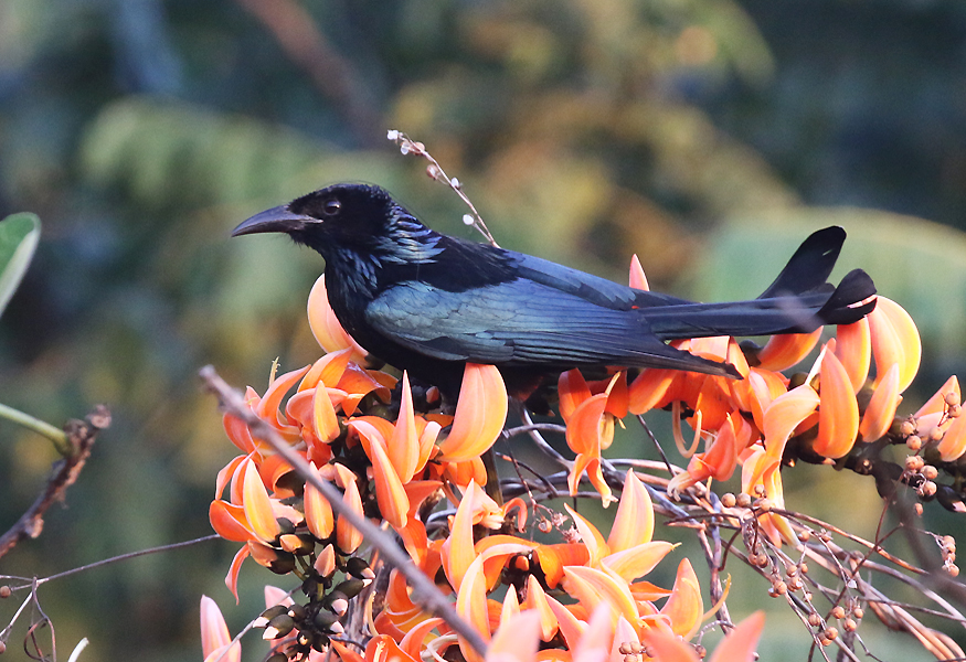 Hair-crested Drongo