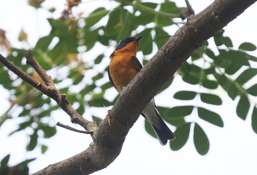Mugimaki Flycatcher