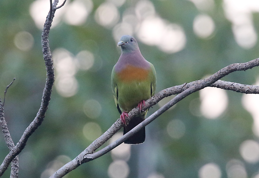 Pink-necked Green Pigeon