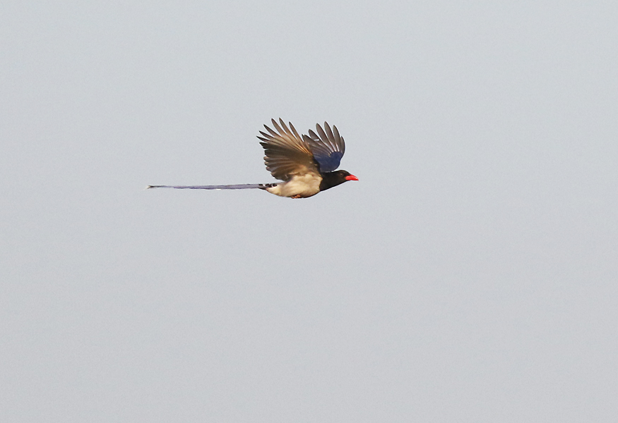 Red-billed Blue Magpie