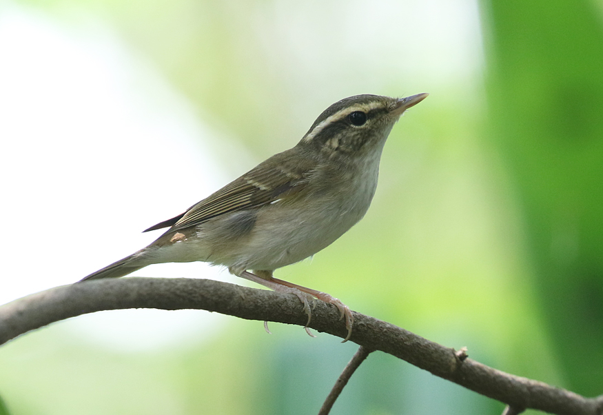 Sakhalin Leaf Warbler