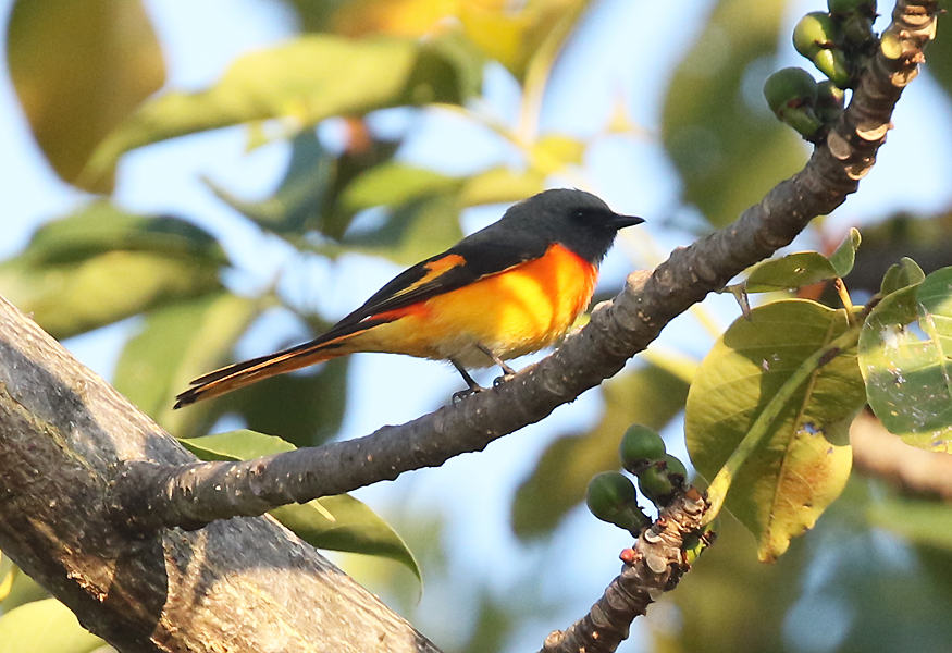 Small Minivet