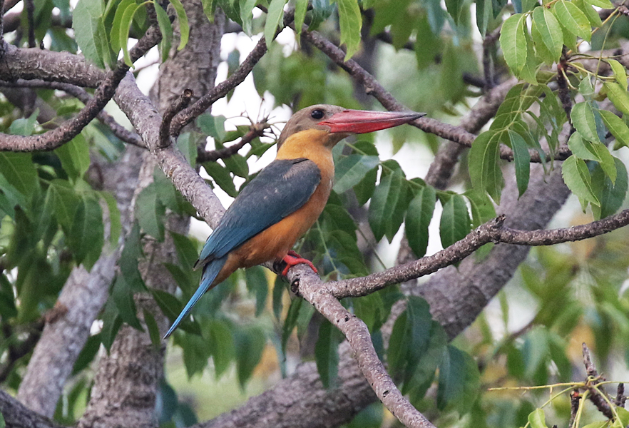 Stork-billed Kingfisher