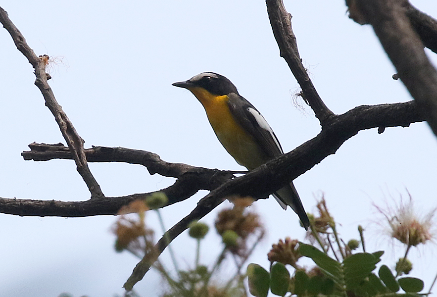 Yellow-rumped Flycatcher
