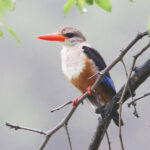 Grey-headed Kingfisher