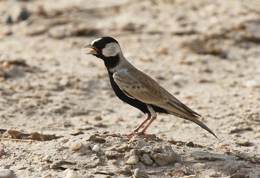 Black-crowned Sparrow Lark