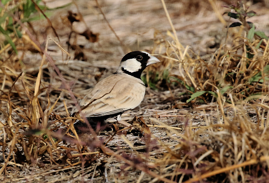 Black-crowned Sparrow Lark