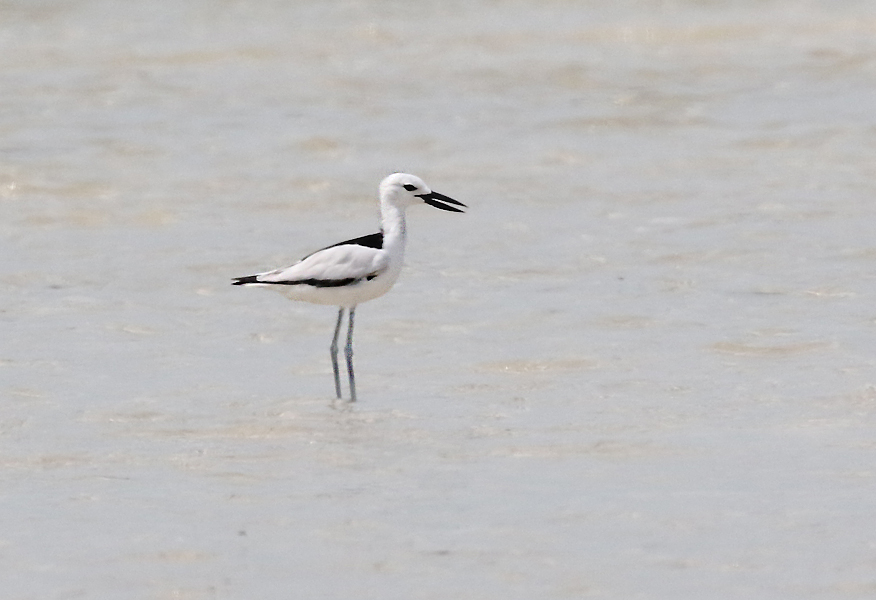 Crab Plover