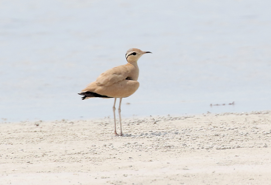 Cream-coloured Courser