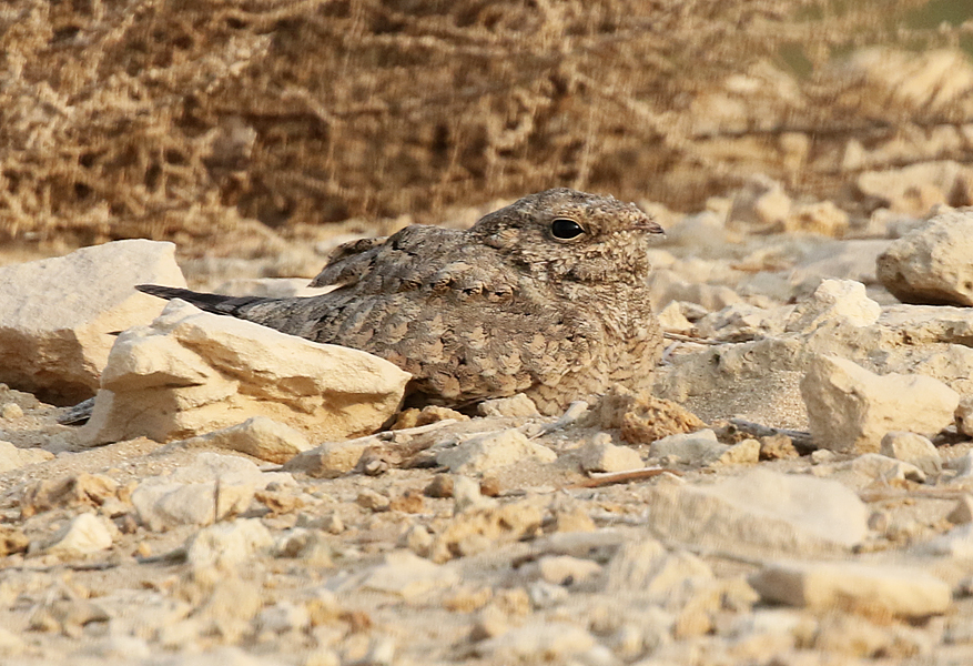 Egyptian Nightjar