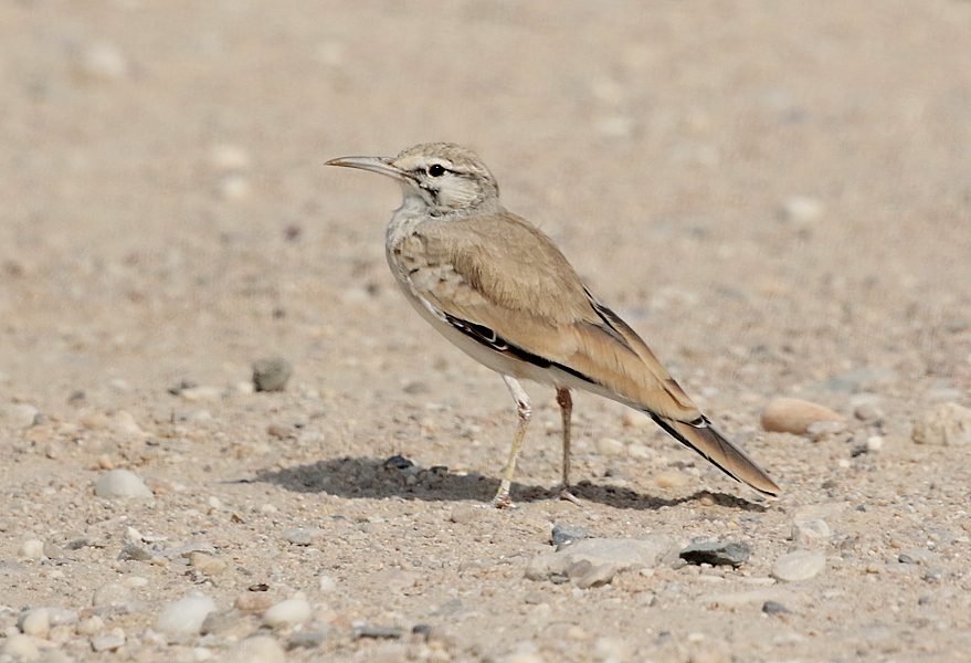 Greater Hoopoe Lark