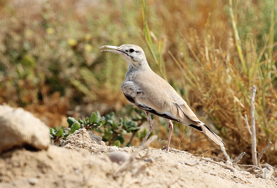 Greater Hoopoe Lark