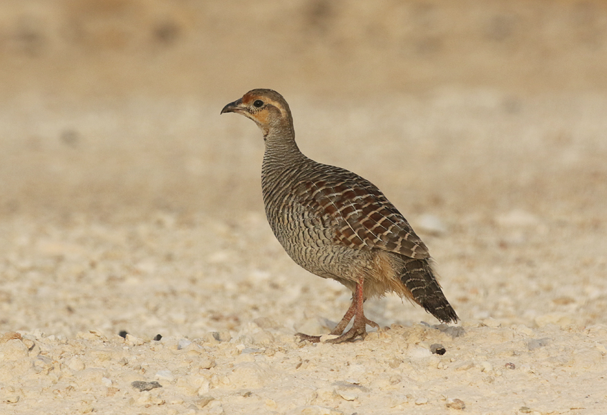 Grey Francolin