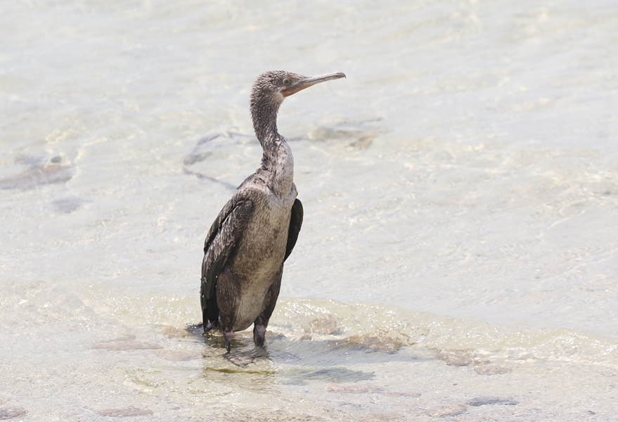 Socotra Cormorant