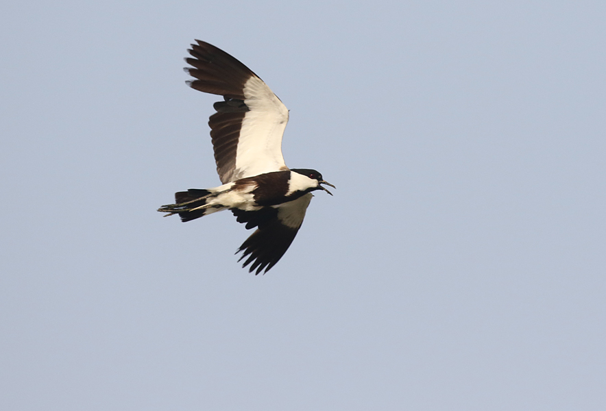 Spur-winged Lapwing