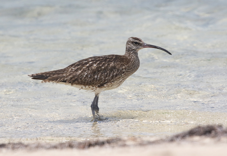 Whimbrel