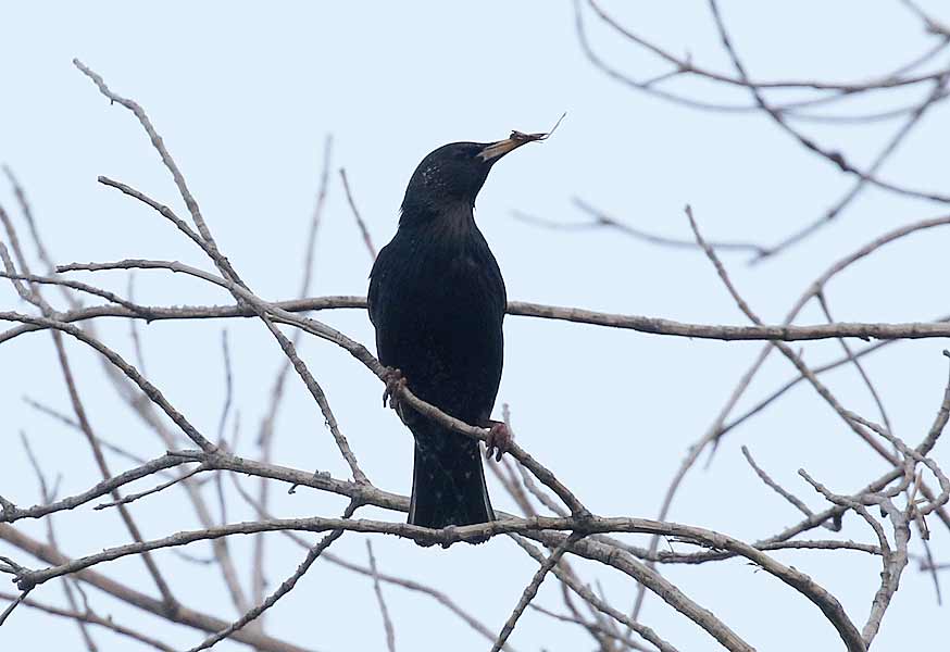 Common Starling