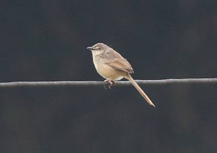Annam Prinia - Birding in Vietnam Photo Gallery