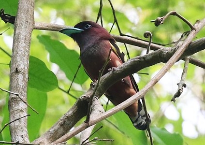 Banded Broadbill