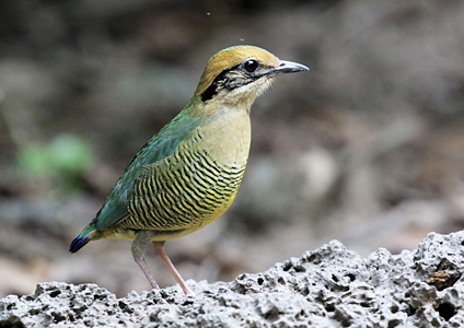 Bar-bellied Pitta