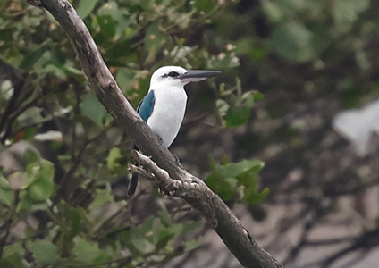 Beach Kingfisher - Birding in West Papua Photo Gallery