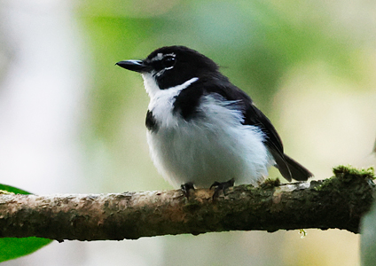 Black-sided Robin - - Birding in West Papua Photo Gallery