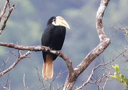 Blyth's Hornbill - West papua Birding Tour