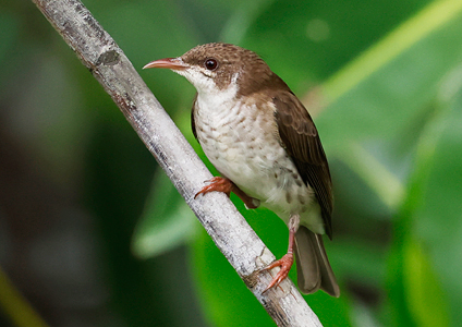 Brown-backed Honeyeater - - Birding in West Papua Photo Gallery