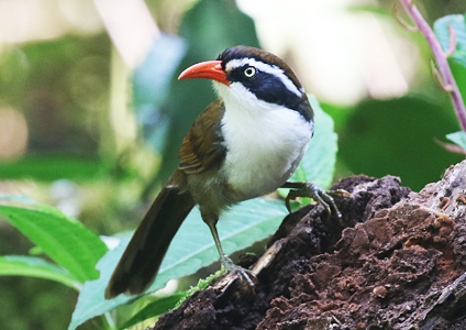 Brown-crowned Scimitar Babbler