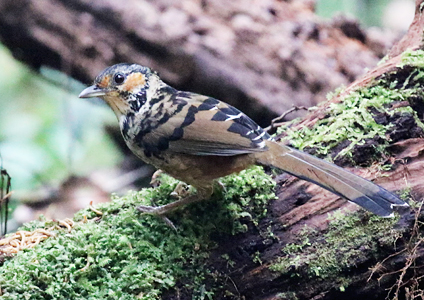 Chestnut-eared Laughingthrush