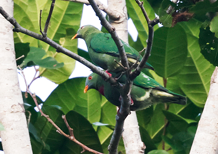 Claret-breasted Fruit Dove - Birds of West Papua