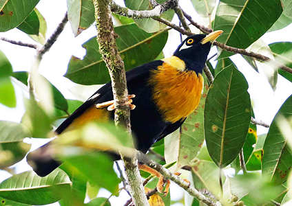Golden Myna - West Papua Birding