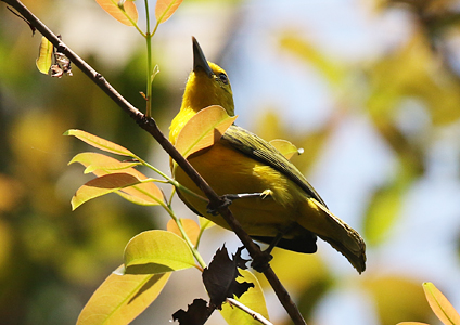 Great Iora - Vietnam Birding