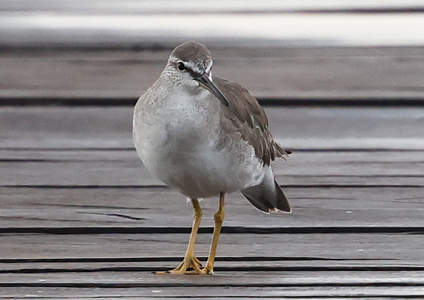 Grey-tailed Tattler - Birding in West Papua