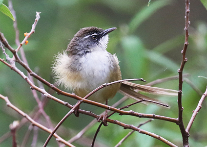 Hill Prinia - Vietnam Birding