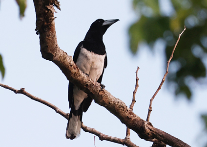 Hooded Butcherbird - - Birding in West Papua Photo Gallery
