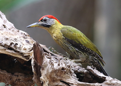 Laced Woodpecker