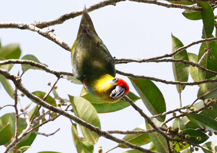 Large Fig Parrot - West Papua Birding