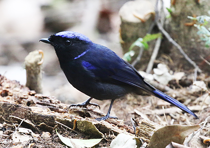 Large Niltava - Birding in Vietnam Photo Gallery