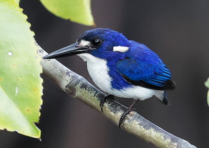 Little Kingfisher - - Birding in West Papua Photo Gallery
