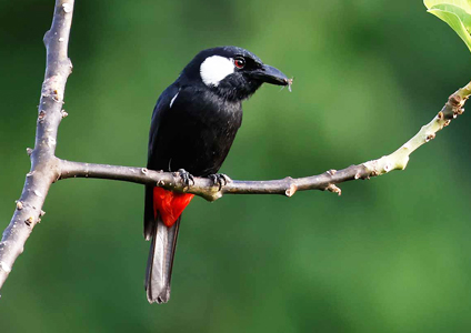 Lowland Peltops - - Birding in West Papua Photo Gallery